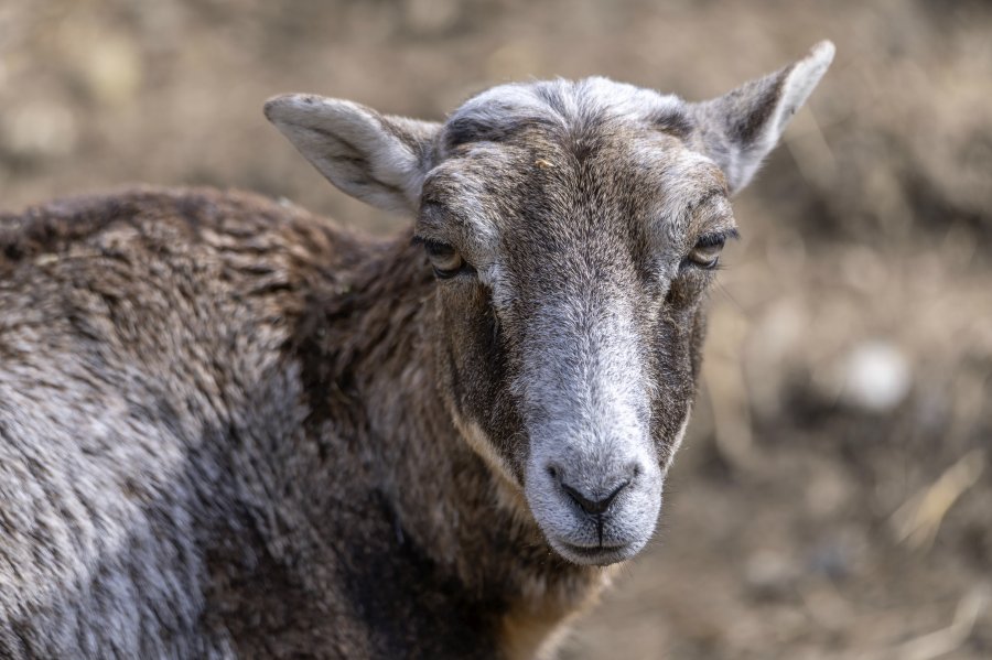 tierpark_haag23_46.jpg