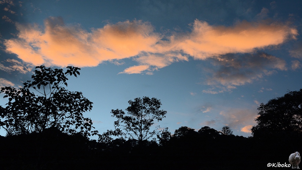 Das Bild zeigt eine längliche Wolke, die von unten orange von der Sonne angestrahlt wird. Der Regenwald davor ist im tiefen Schwarz.