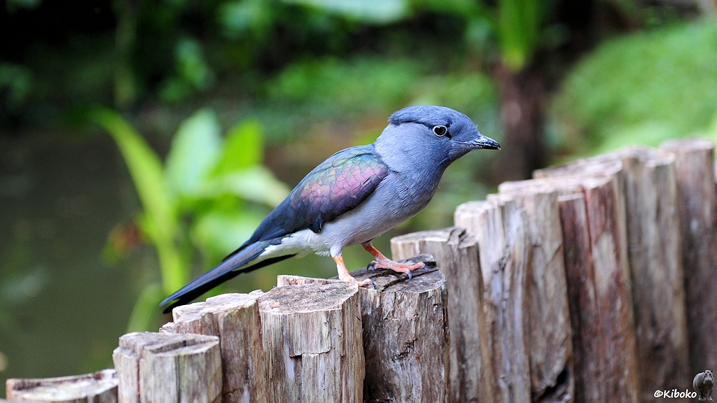 Ein graublauer Vogel mit schillernden Flügelfedern sitzt auf einer Pfahlreihe.