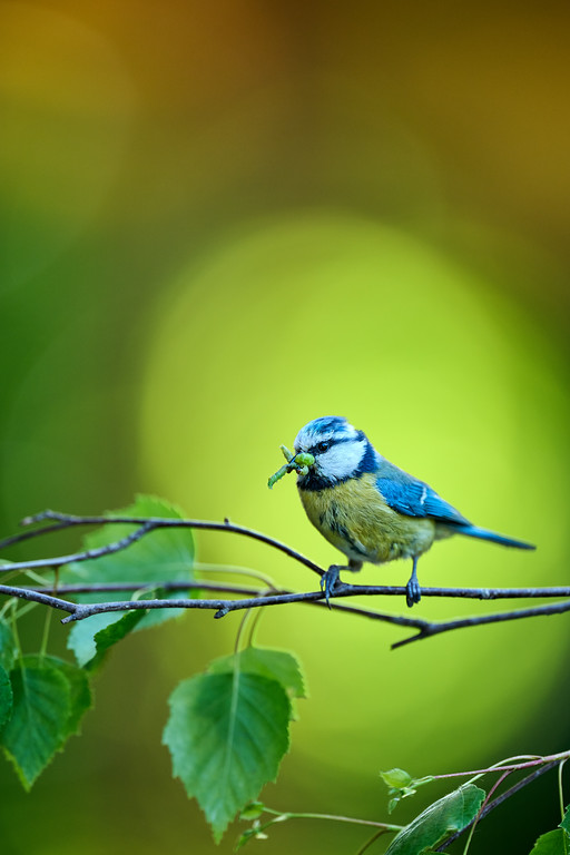 DSC_9104-XL.jpg
