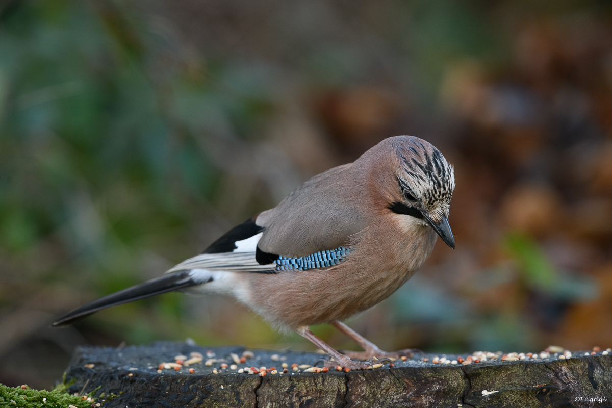 DSC_7929.jpg