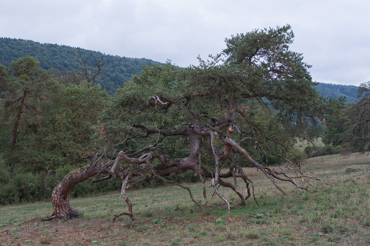 DSCF7766-web.jpg