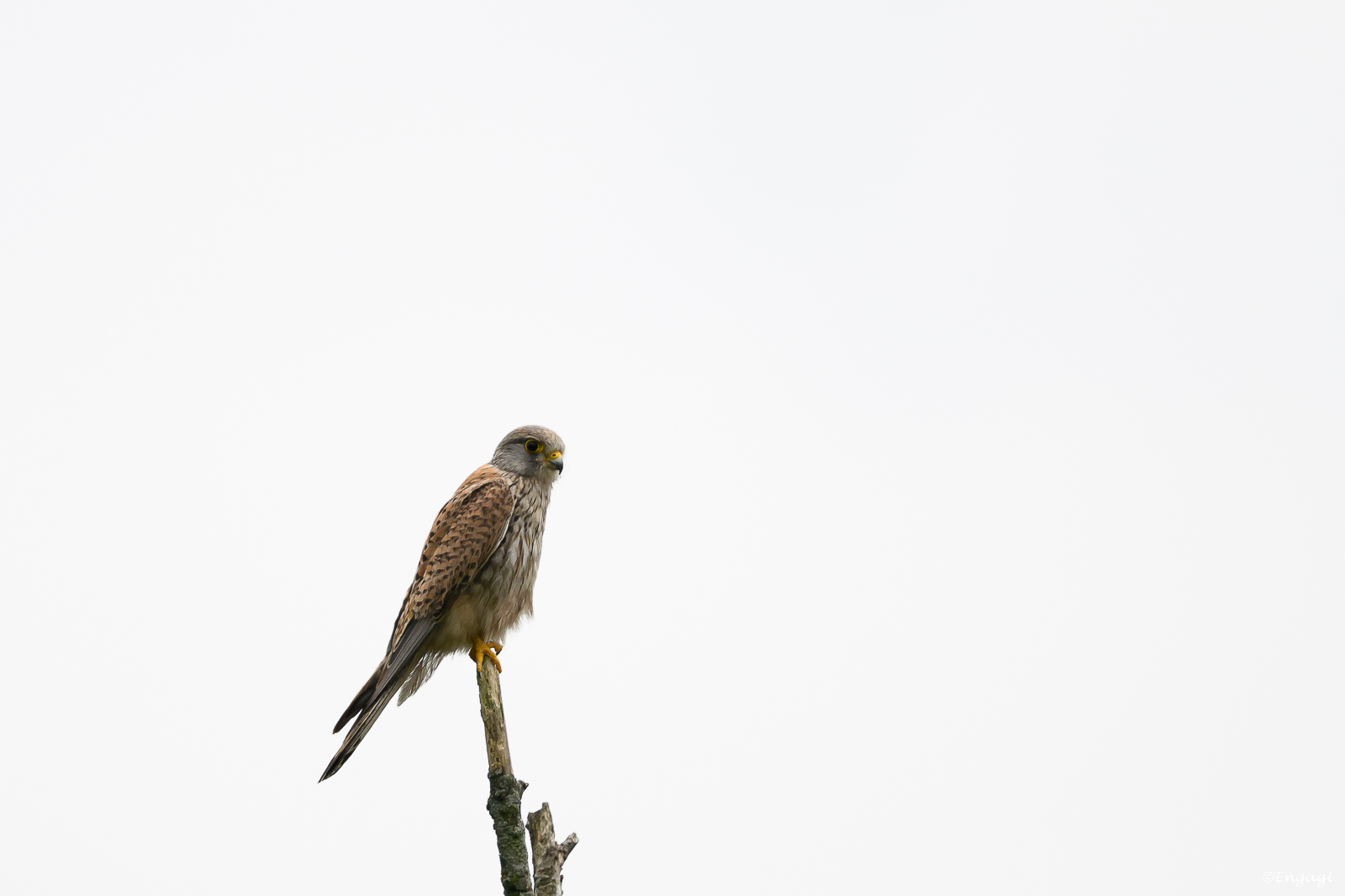 DSC_0244a.jpg