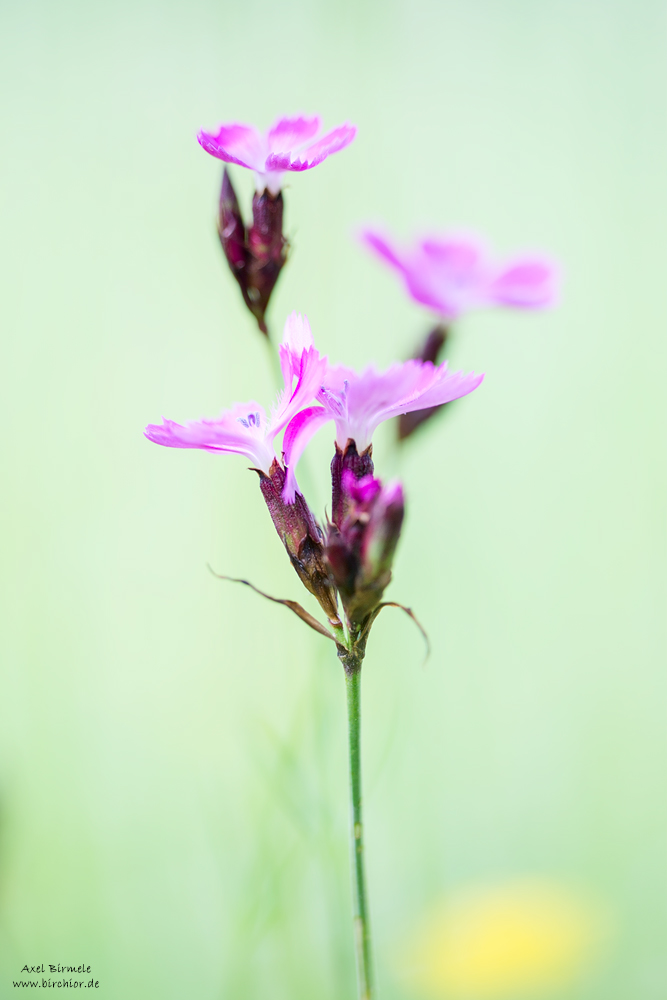 20160528_0010_PS_LAB_1000Px.jpg