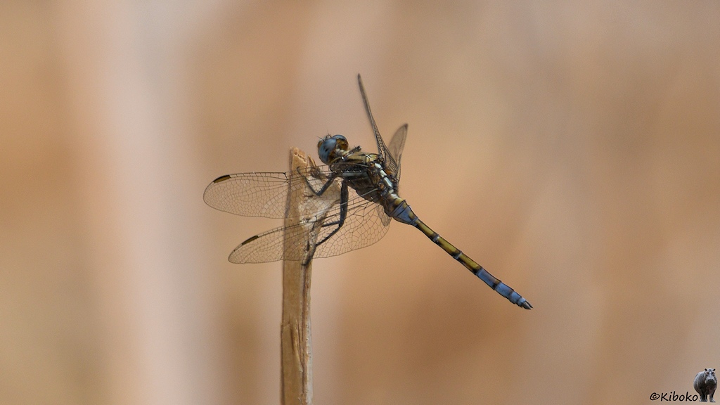 Das Bild zeigt eine blaue Libelle  mit drei geleben Segementen am Schwarnz. Die sitzt an der Spitze eines trockenen Grashalms vor einem hellbraunen, unscharfen Hintergrund.