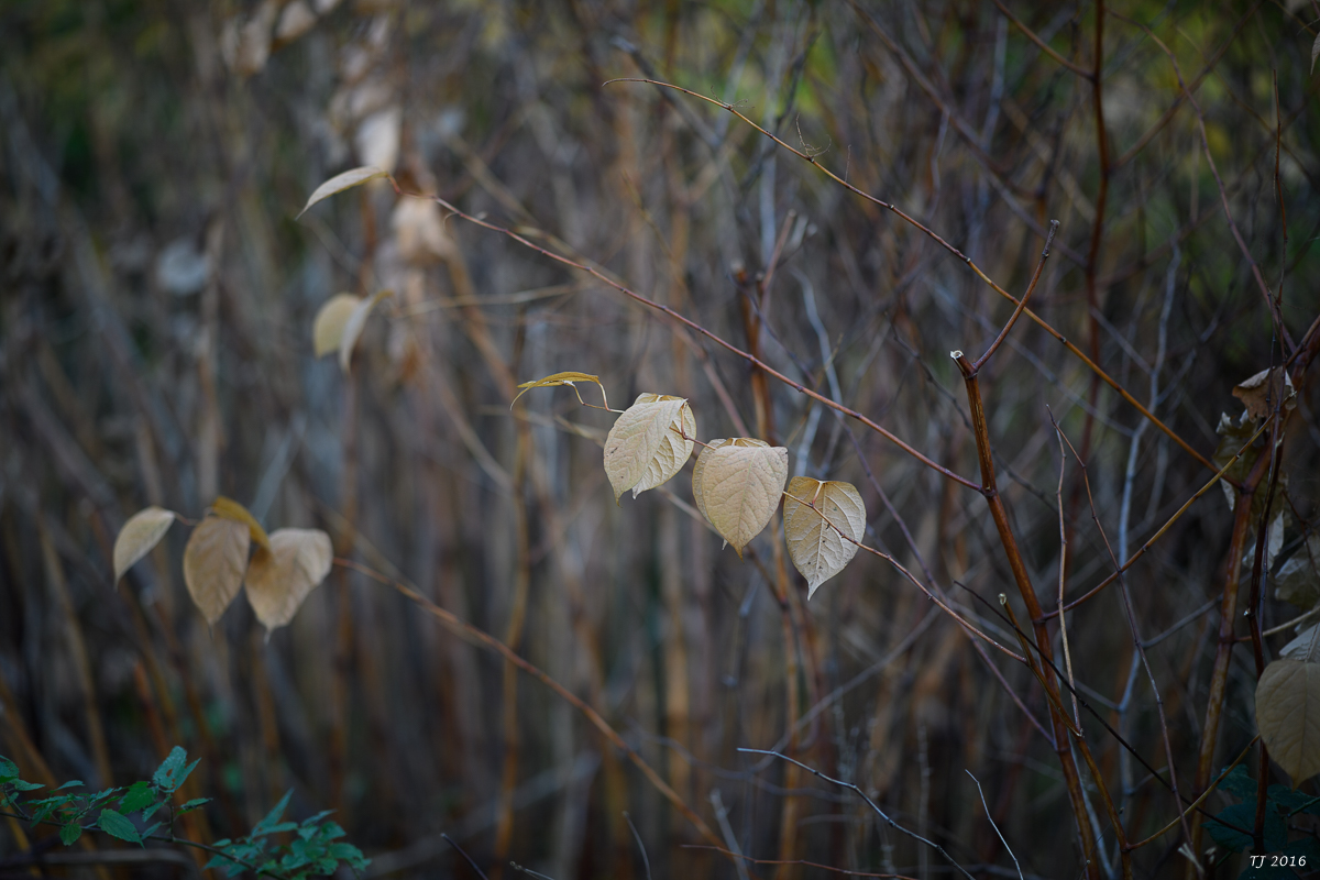 DSC_3468.jpg