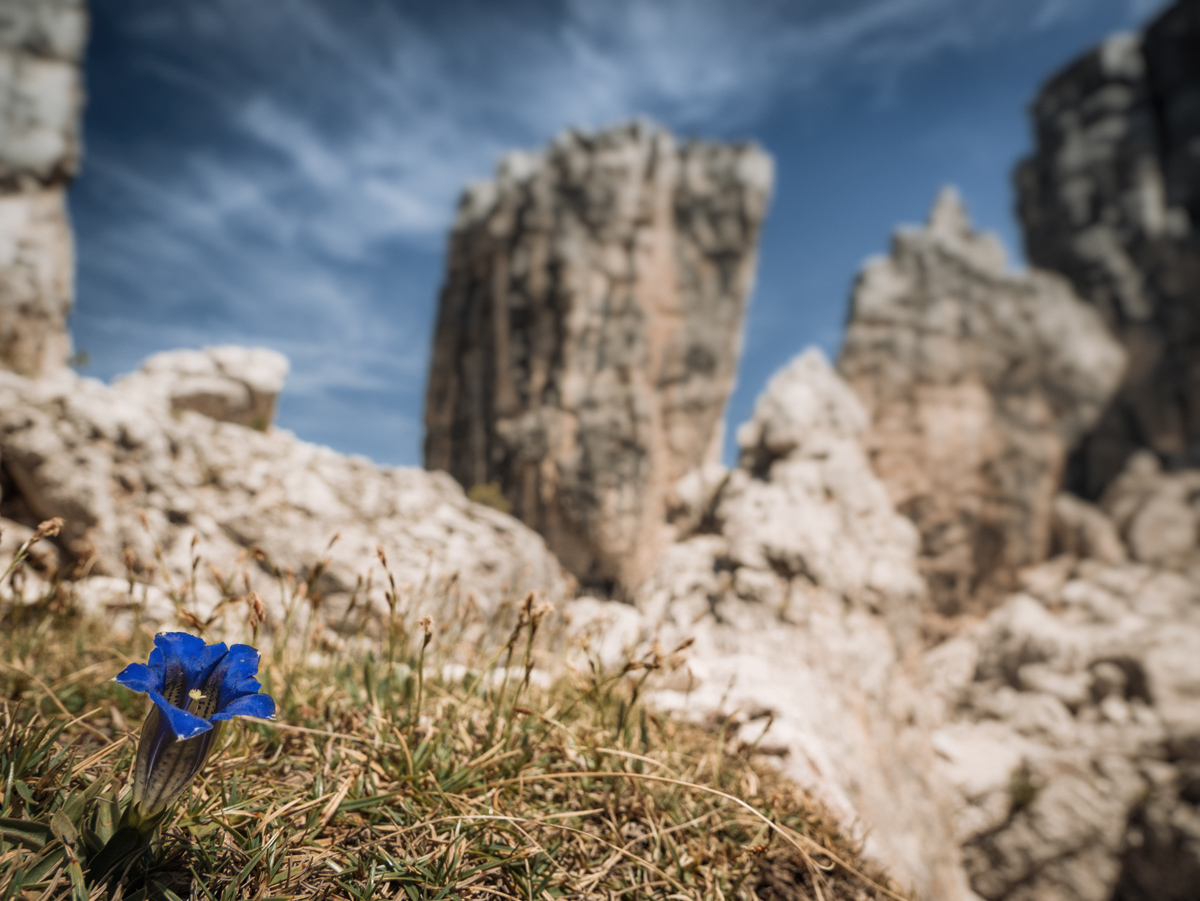 33-Alpen-2017-cs-Cinque-Torri-1.jpg