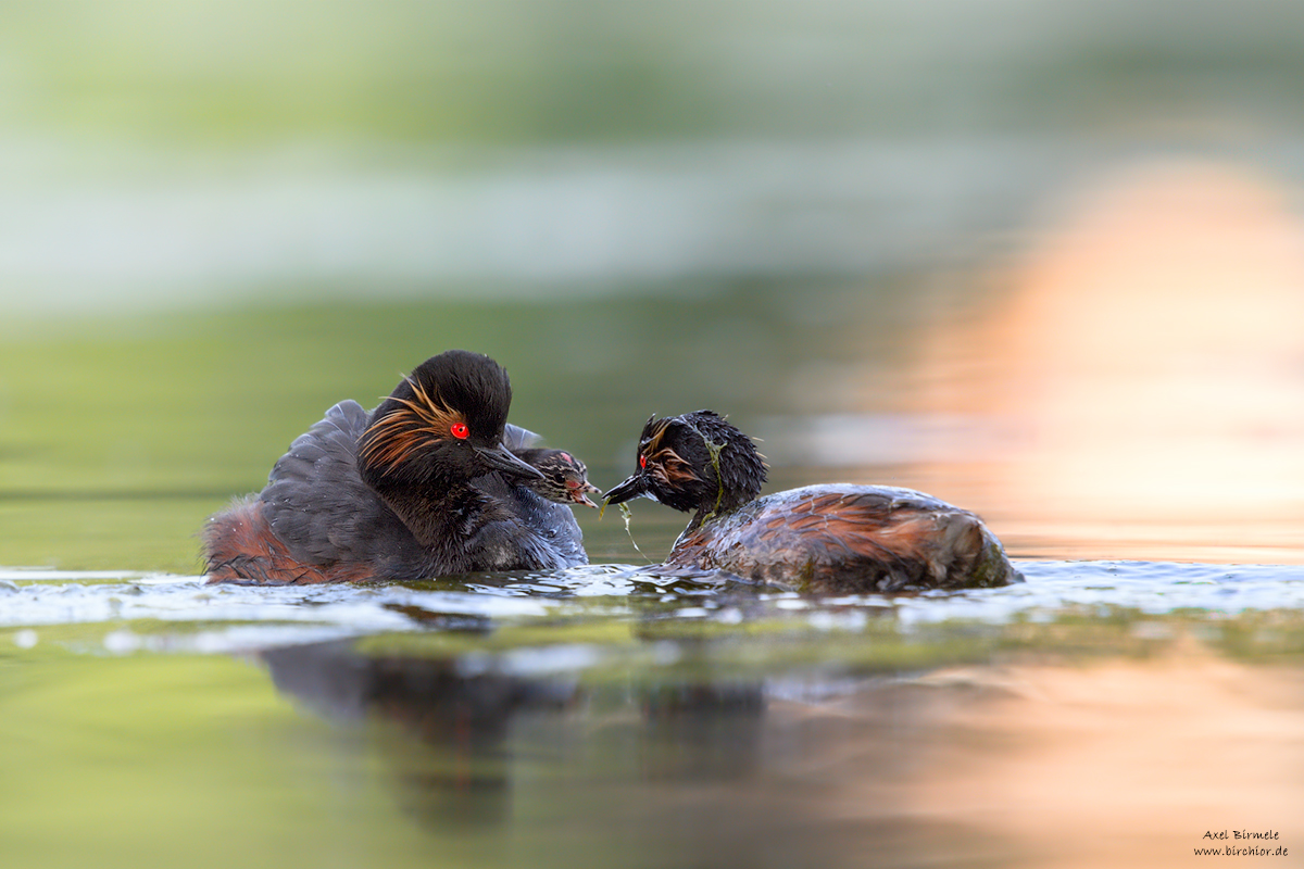 20150628_0132_PS_LAB_1200Px.jpg