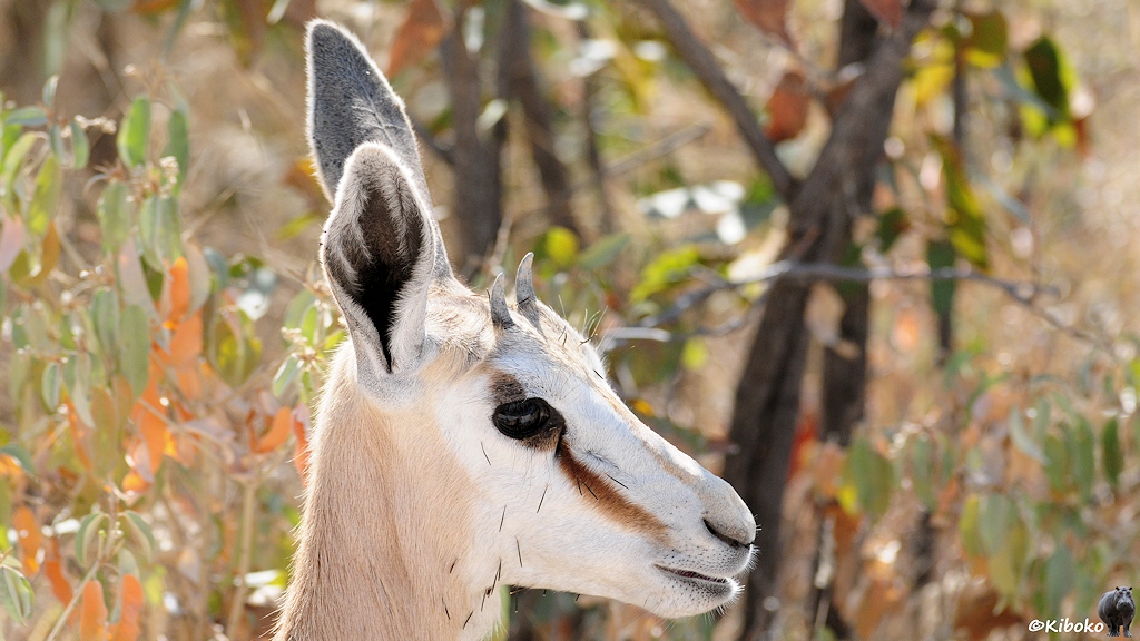 Porträt einer jungen Antilope mit wießem Kopf, Mini-Geweihansatz und vielen schwarzen langen Dornen im Fell.