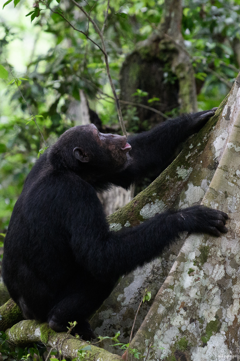 Uganda%201284.jpg