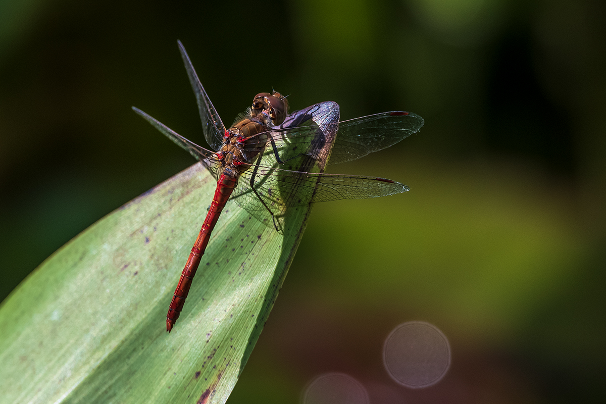 20201001_D500_0231NF.jpg