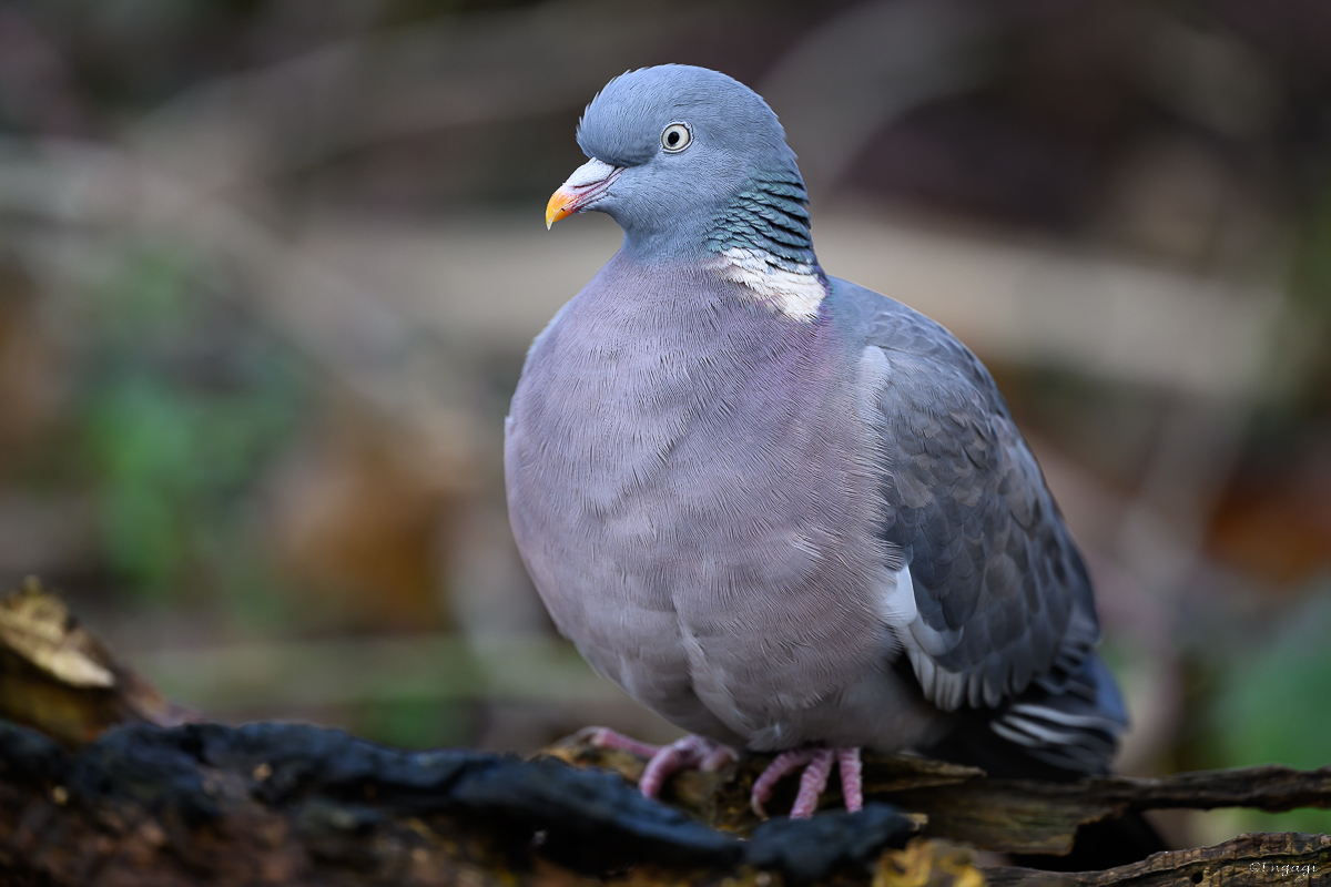 DSC_7414.jpg