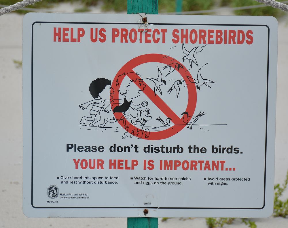 Shorebirds.jpg