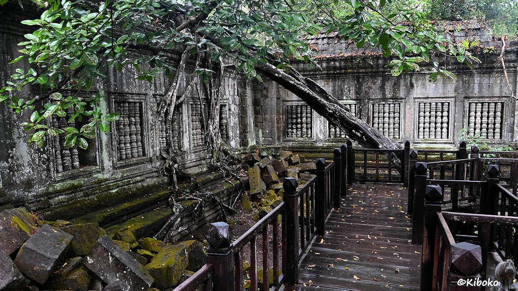 Das Bild zeigt einen Holzsteg im Inneren der Tempelanlage. Dahinter ist die graue Wand eines Galerieganges. Ein schräg stehender Baum liegt auf dem Galeriegang. Wurzeln umschließen die Fenster des Galerieganges.