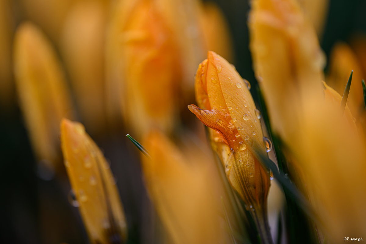 DSC_0730.jpg