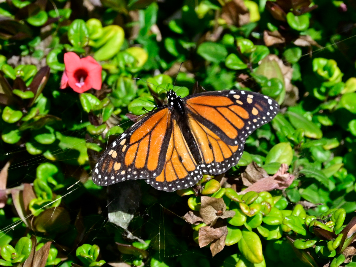 _U011673-crop1200x900.JPG