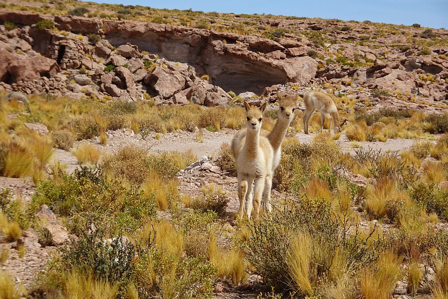 atacama16_106.jpg