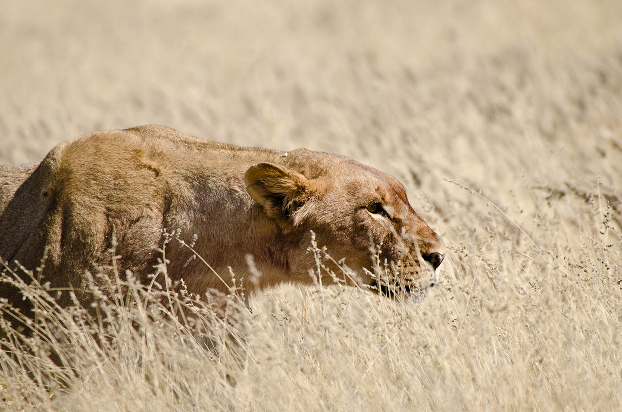 namibia_loewe_3.jpg