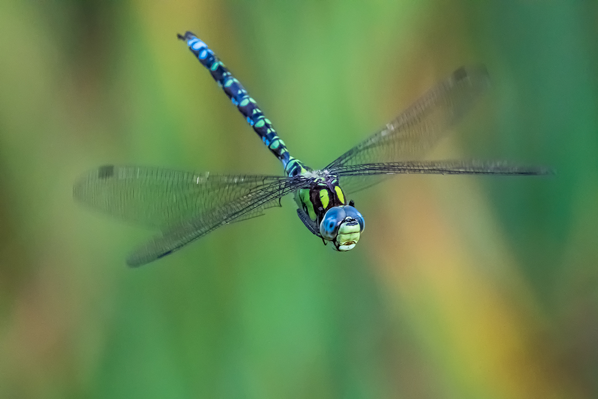 20200911_D500_1151NF.jpg