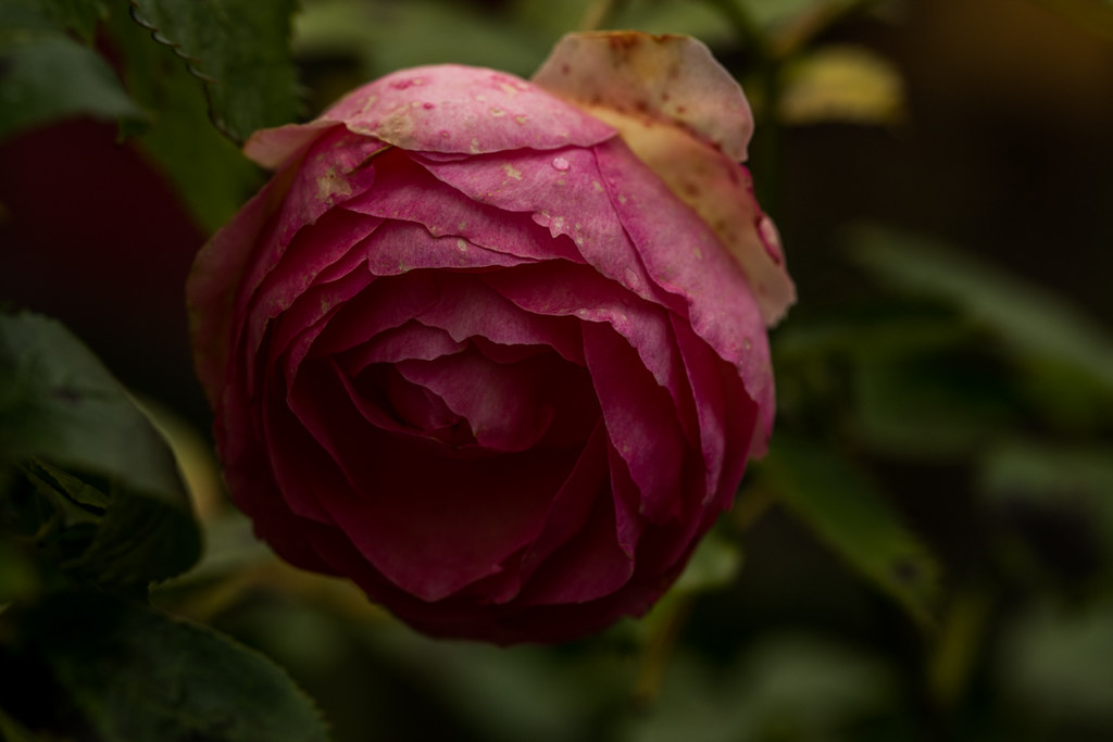 37361694590_75f04c72fd_b.jpg