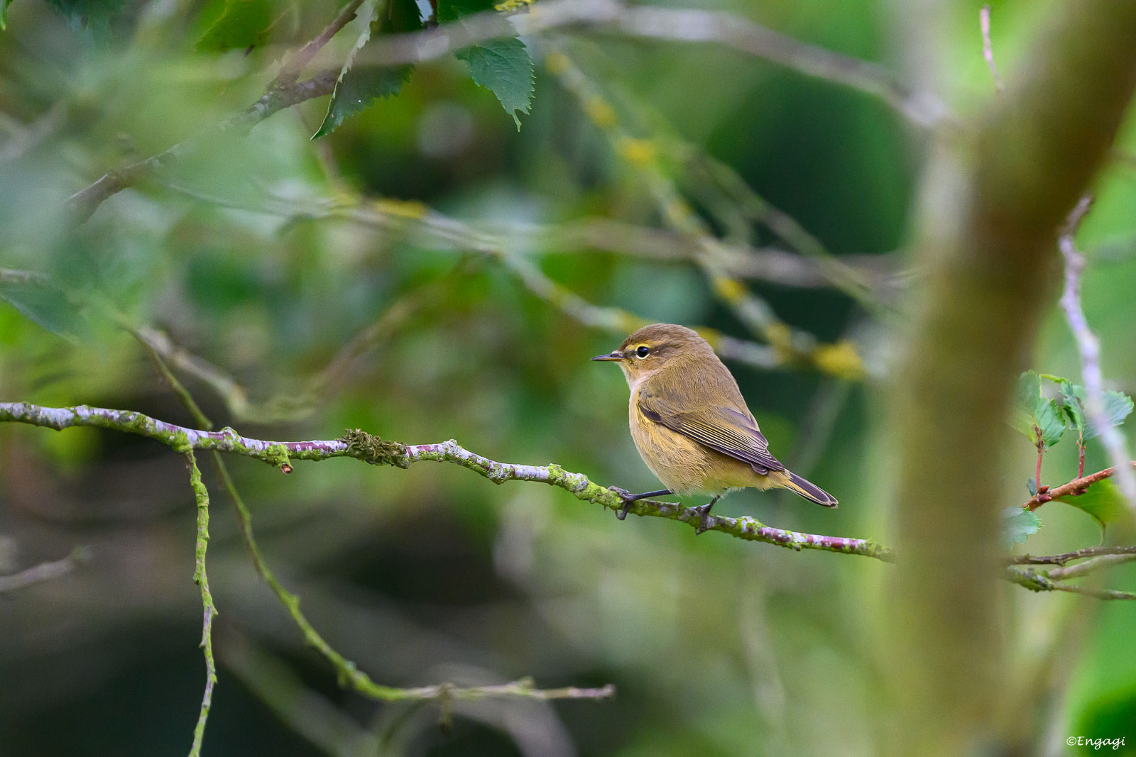 DSC_2471.jpg