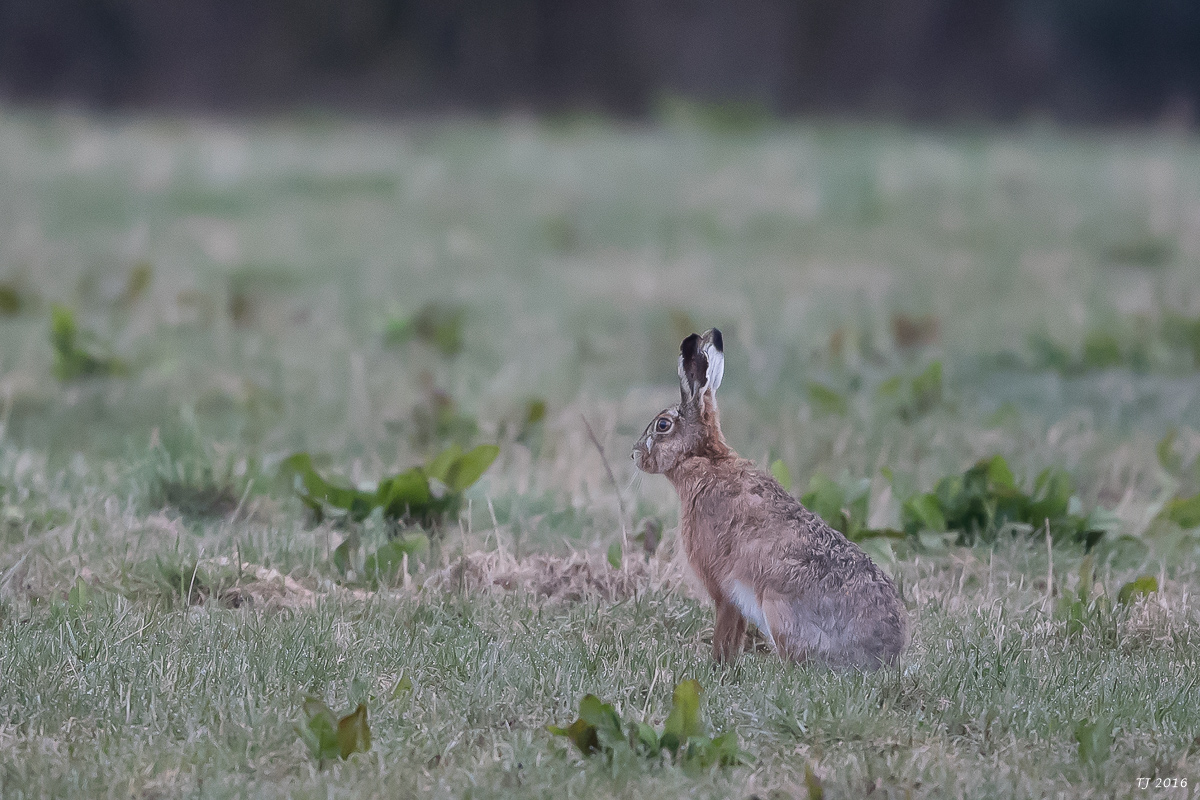 DSC_0809.jpg