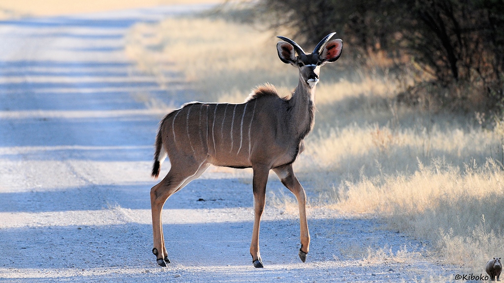 Eine graubraune Antilope mit senkrechten weißen Streifen und kurzen gebogenen Hörnern steht auf einer Schotterpiste.