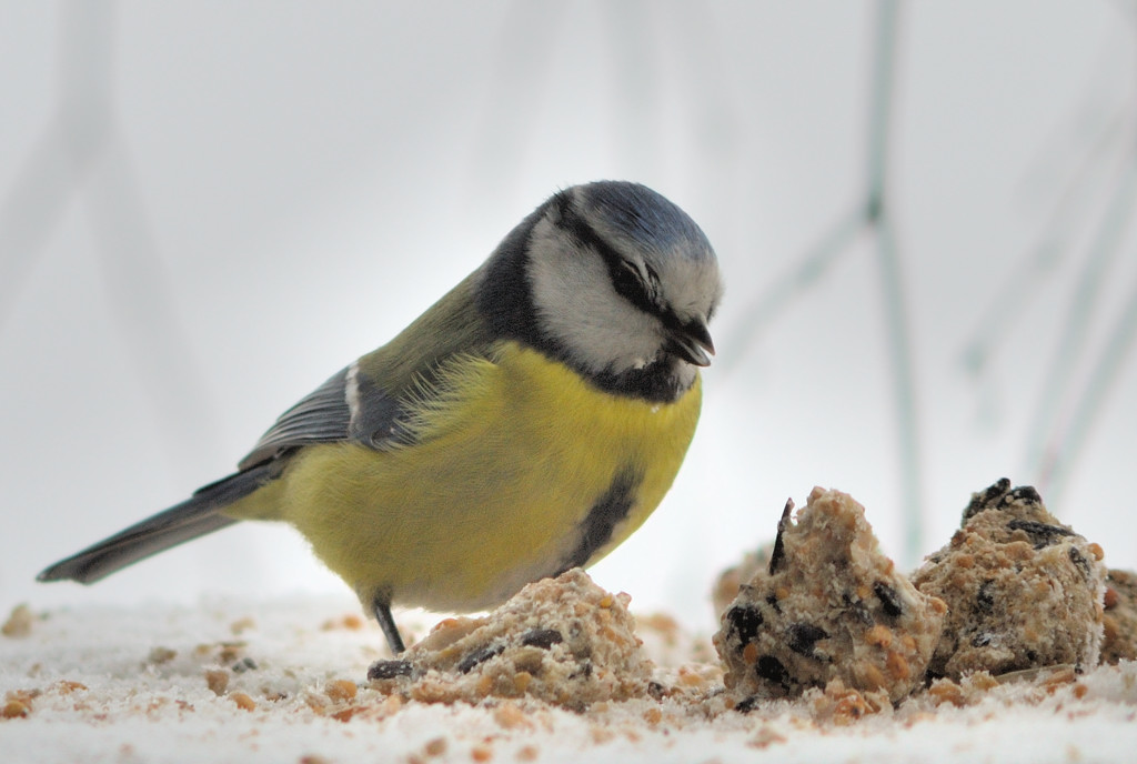 Blaumeise-4.jpg