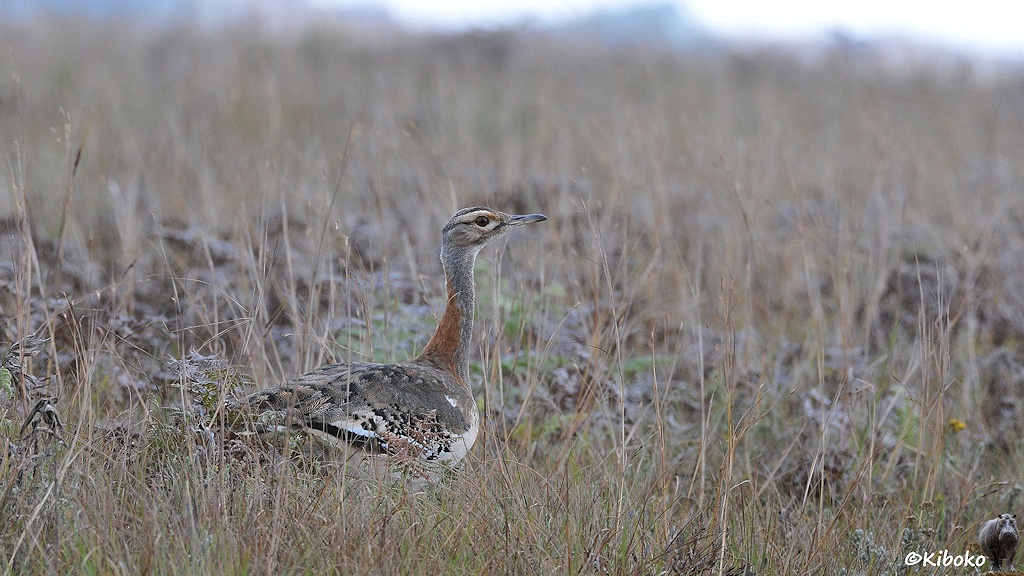 Das Bild zeigt einen großen Vogel mit massiven waagerechten Körpfer. Der ist oben grau und unten weiß. Der Vogel hat einen langen robraun-grauen Hals mit einem länglichen Kopf. Die Beine sind im hohen trockenen Gras nicht sichtbar.