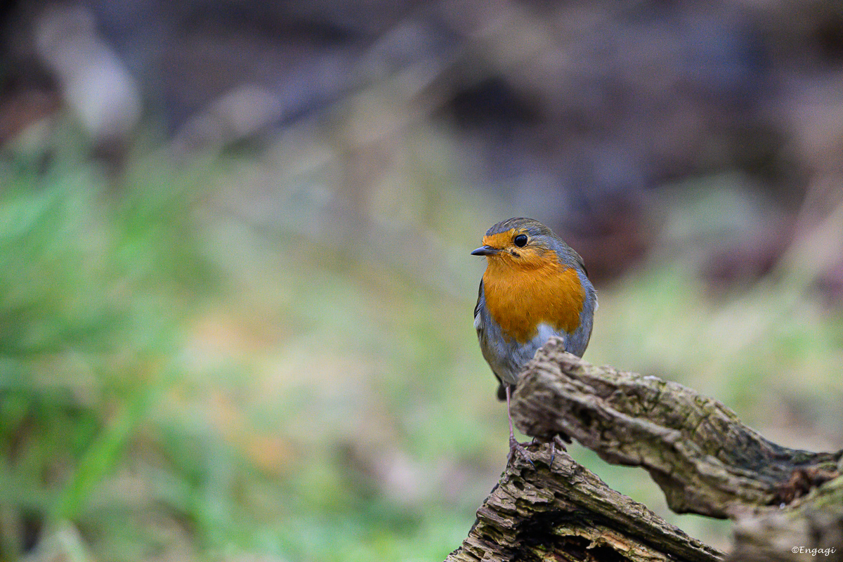 DSC_1179a.jpg
