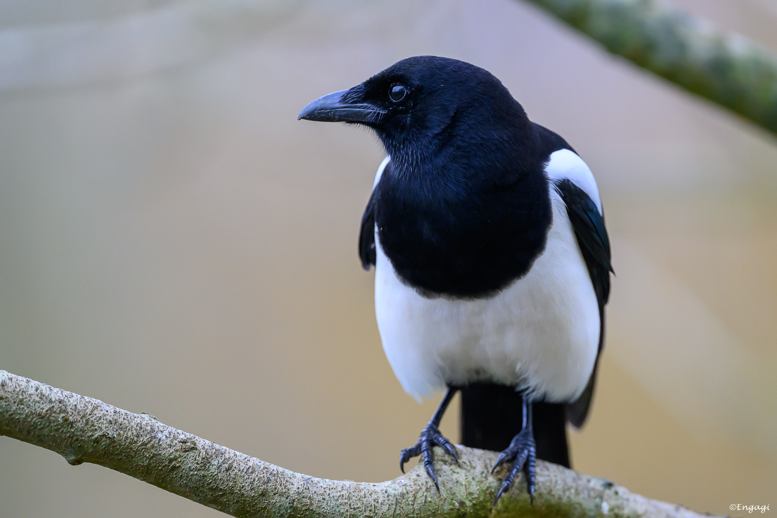 DSC_3145a.jpg