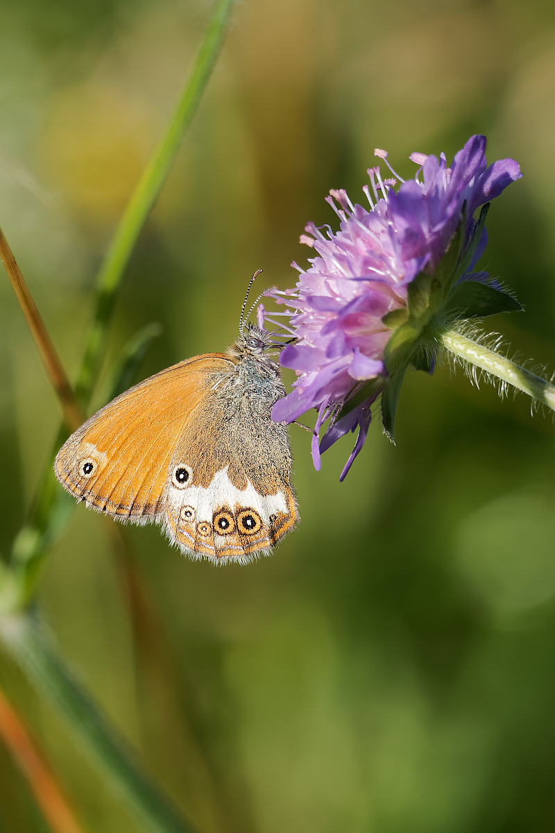 full