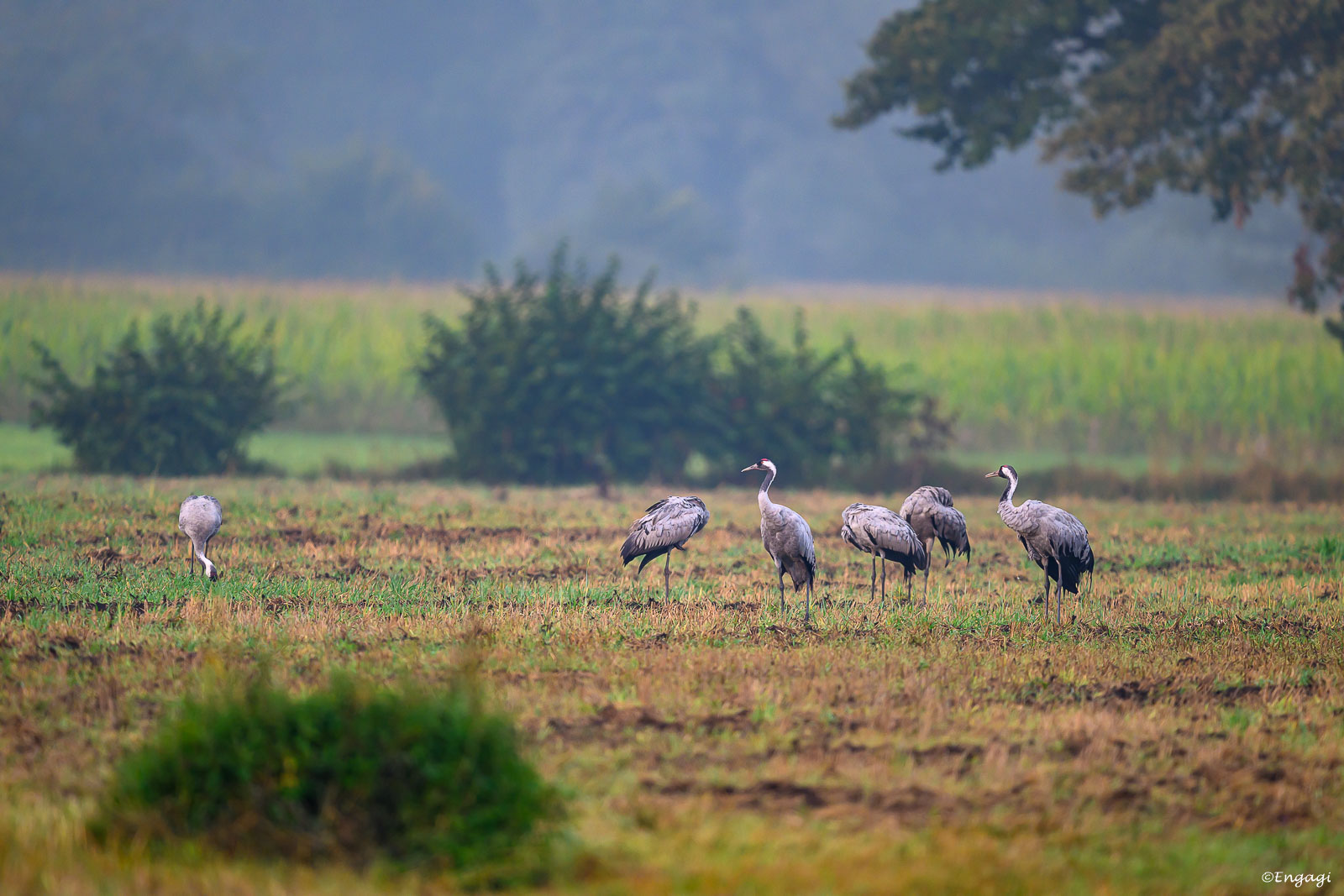 DSC_0551.jpg