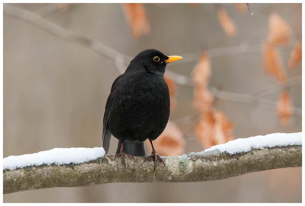 Amsel011.jpg