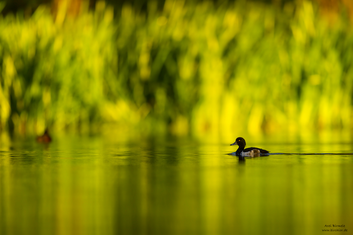 20160618_0126_PS_LAB_1200Px.jpg