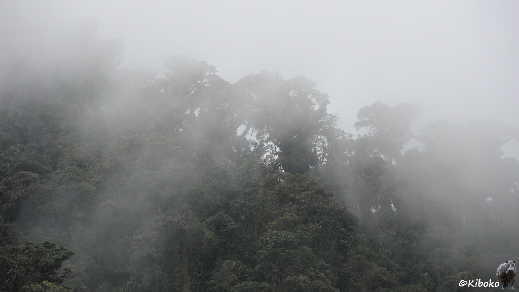 Das Bild zeigt Bäume an einem Berghang durch den Wolken ziehen.