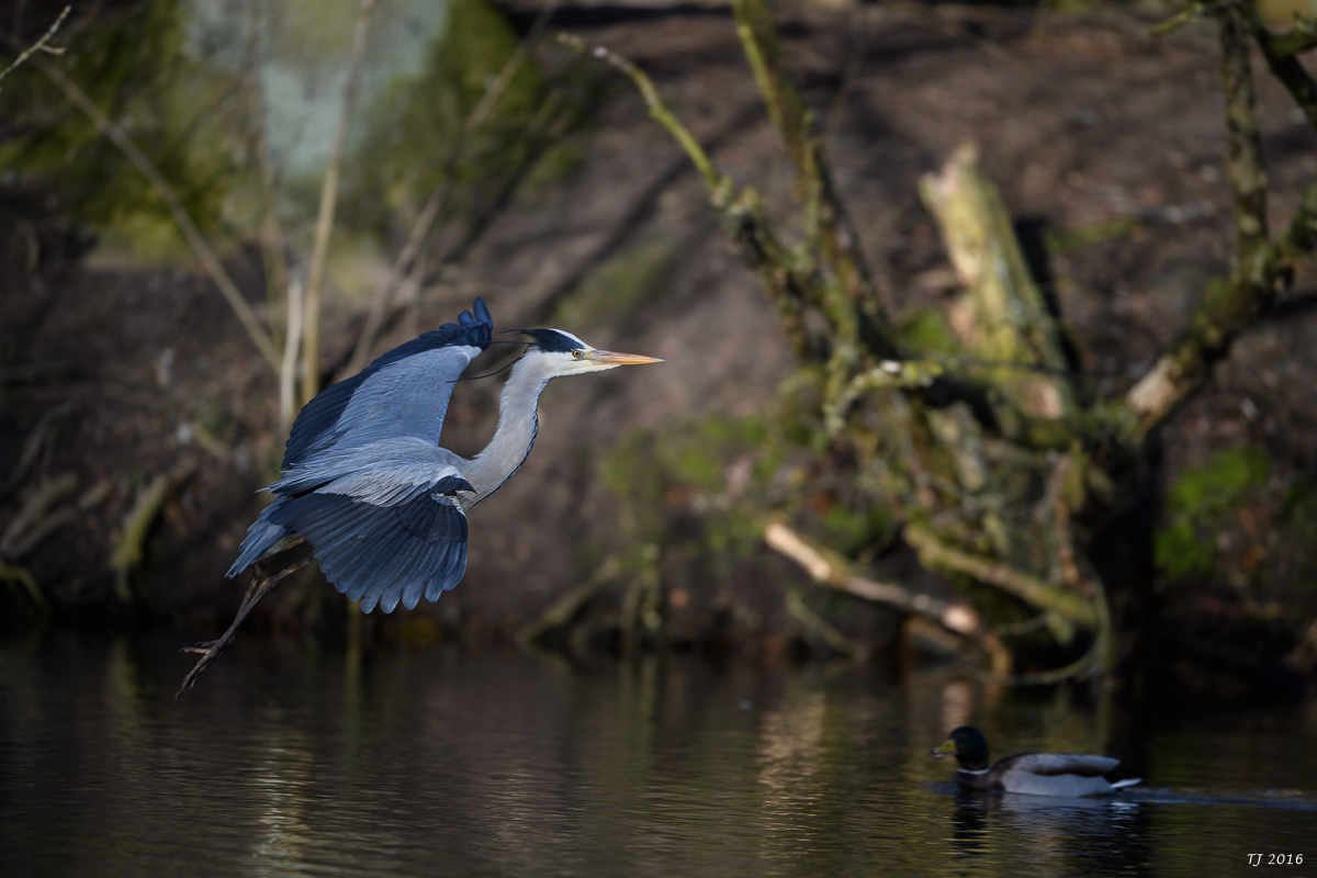 DSC_0594.jpg