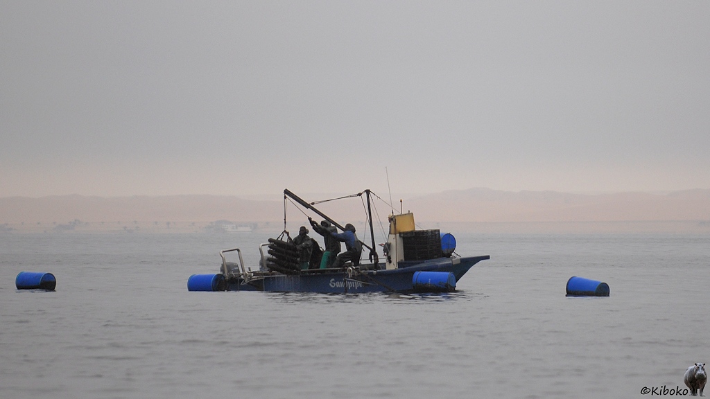 Ein kleines blaues Boot mit offenem Steuerstand zieht zwischen blauen Tonnen mit einem Kran Gestelle mit Austern aus dem Wasser.