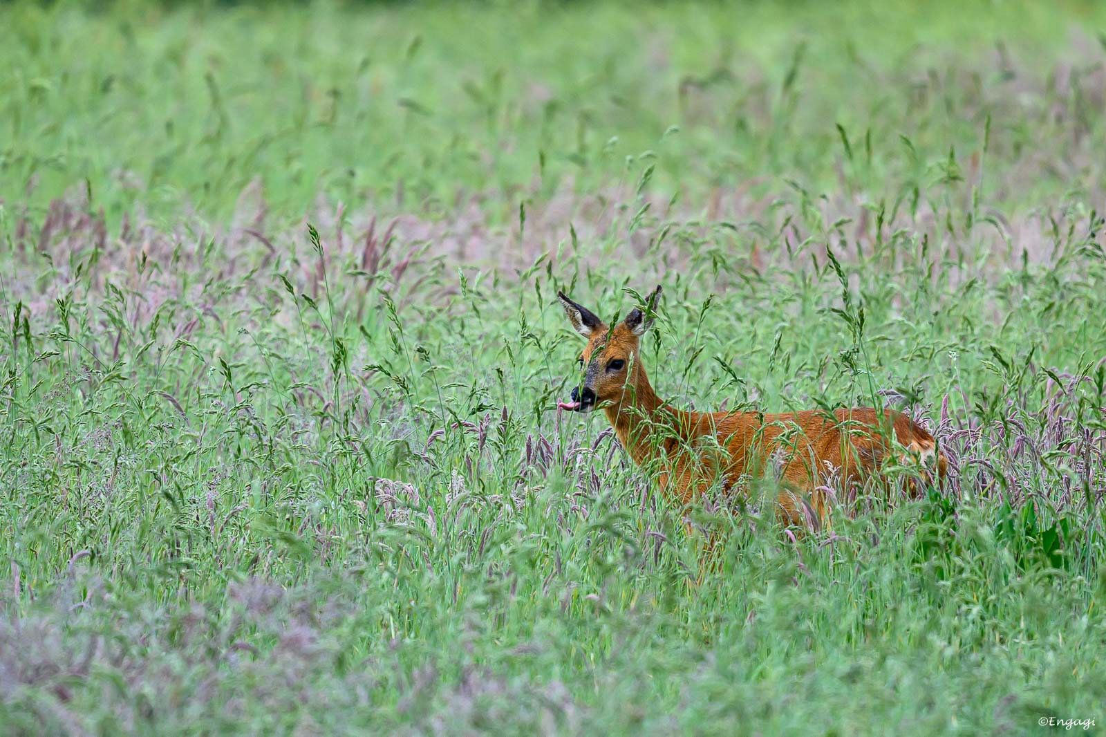 DSC_1316.jpg