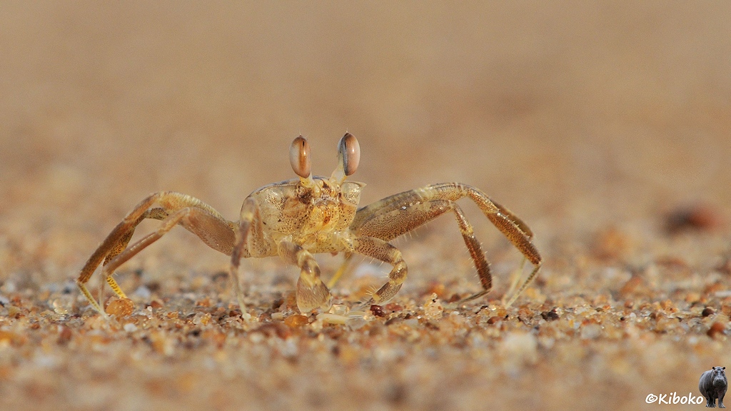 Eine beigefarbene Krabbe läuft über den beigefarbenen Strand. Das Foto entstand auf Augenhöhe mit der Krabbe.