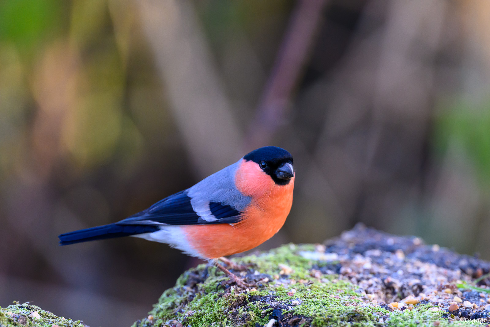 DSC_4261.jpg