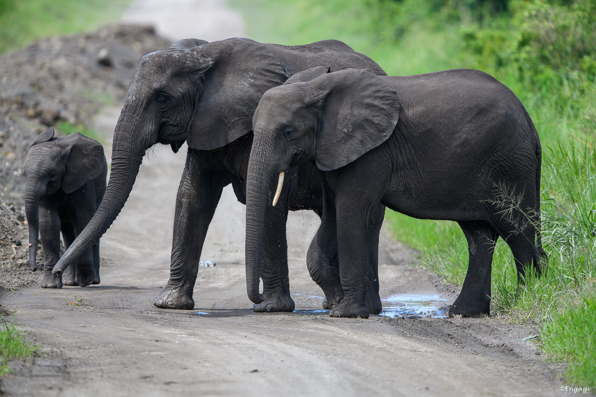 Uganda%200895.jpg