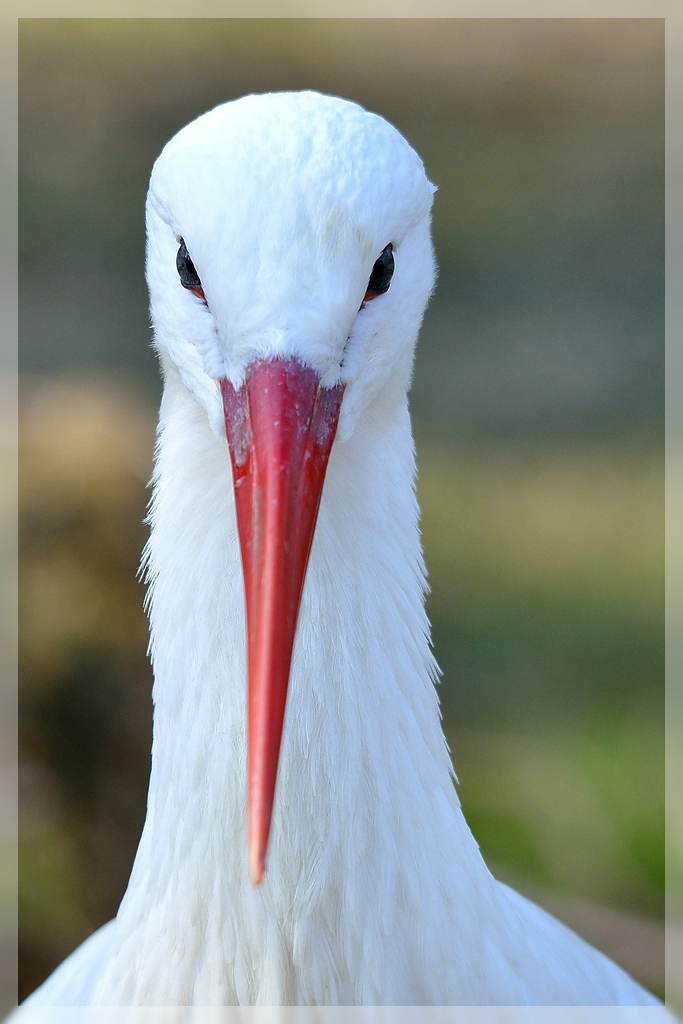 Storch_8644x_1024.jpg