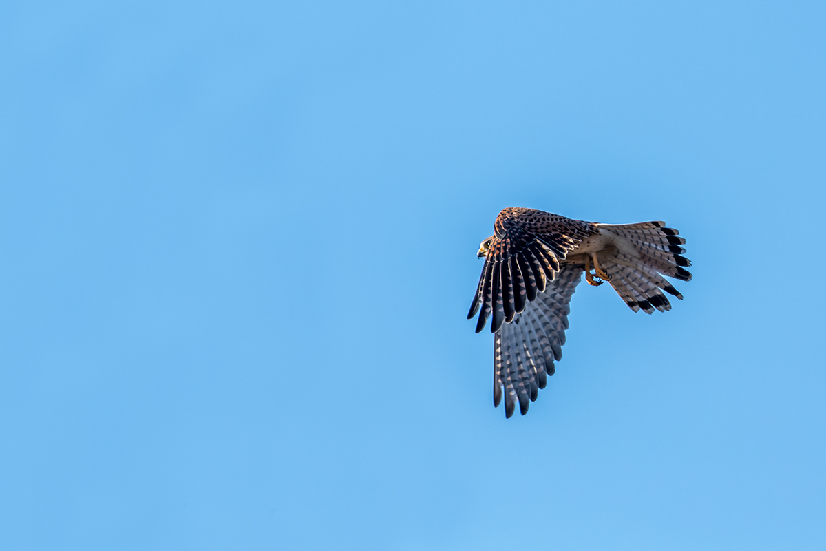 20220124_ND5_2088v2_DxONF.jpg