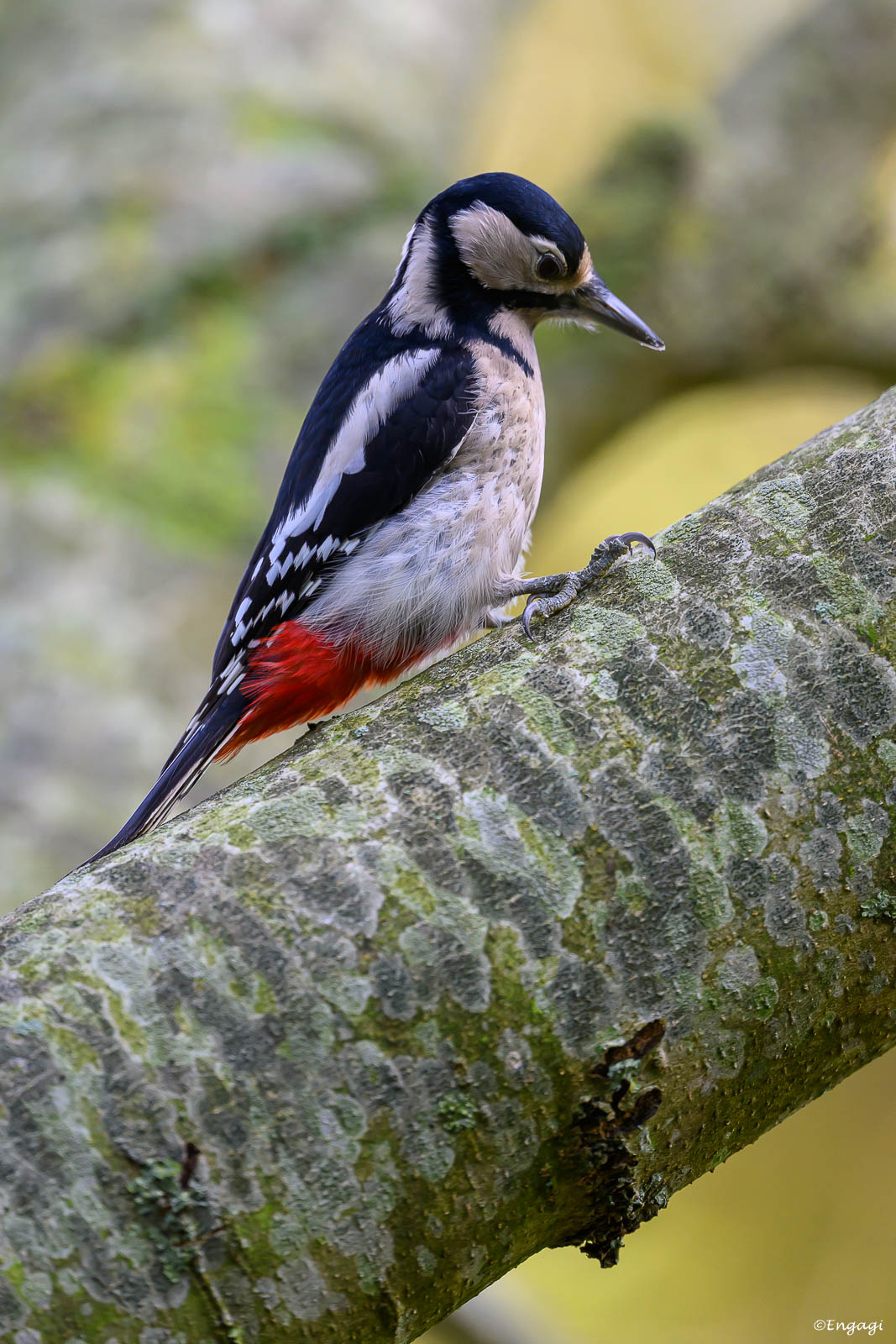 DSC_3035.jpg