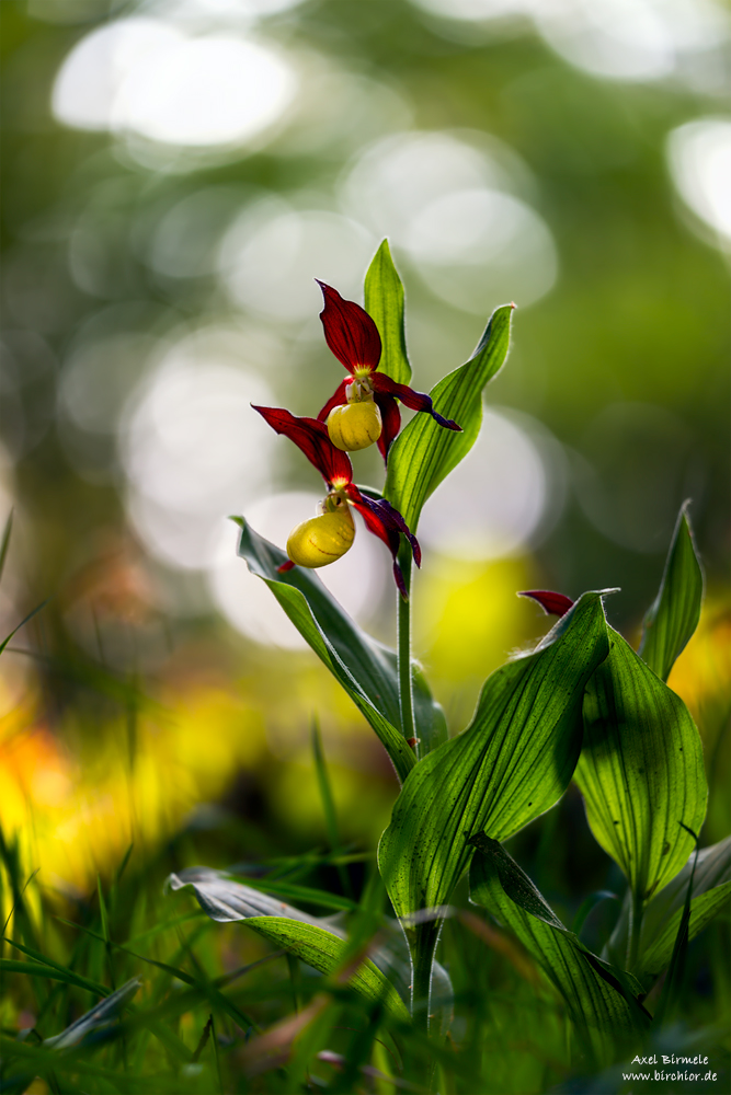 20180512_0151_PS_LAB_1000Px.jpg