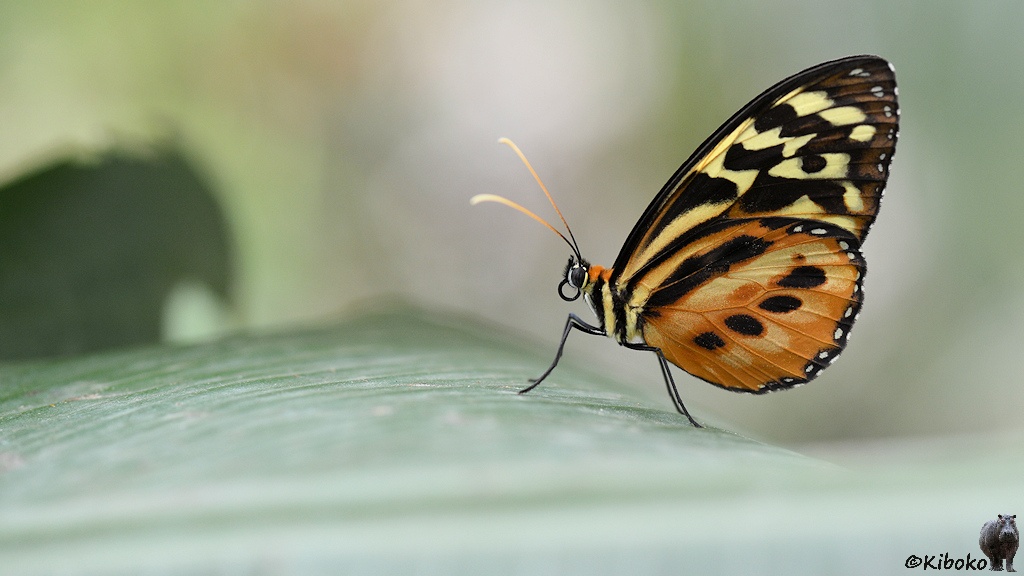 Das Bild zeigt einen Schmetterling mit ausgebreiteten Flügeln von der Seite auf einem Blatt sitzen. Die Flügel sind orange-hellgelb-dunkelbraun mit schwarzem Rand.