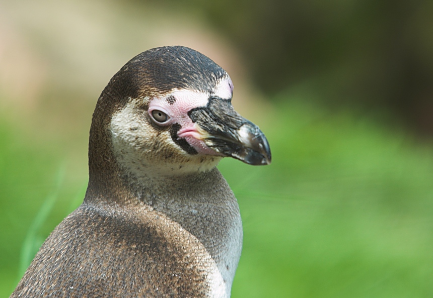 pinguin1.jpg