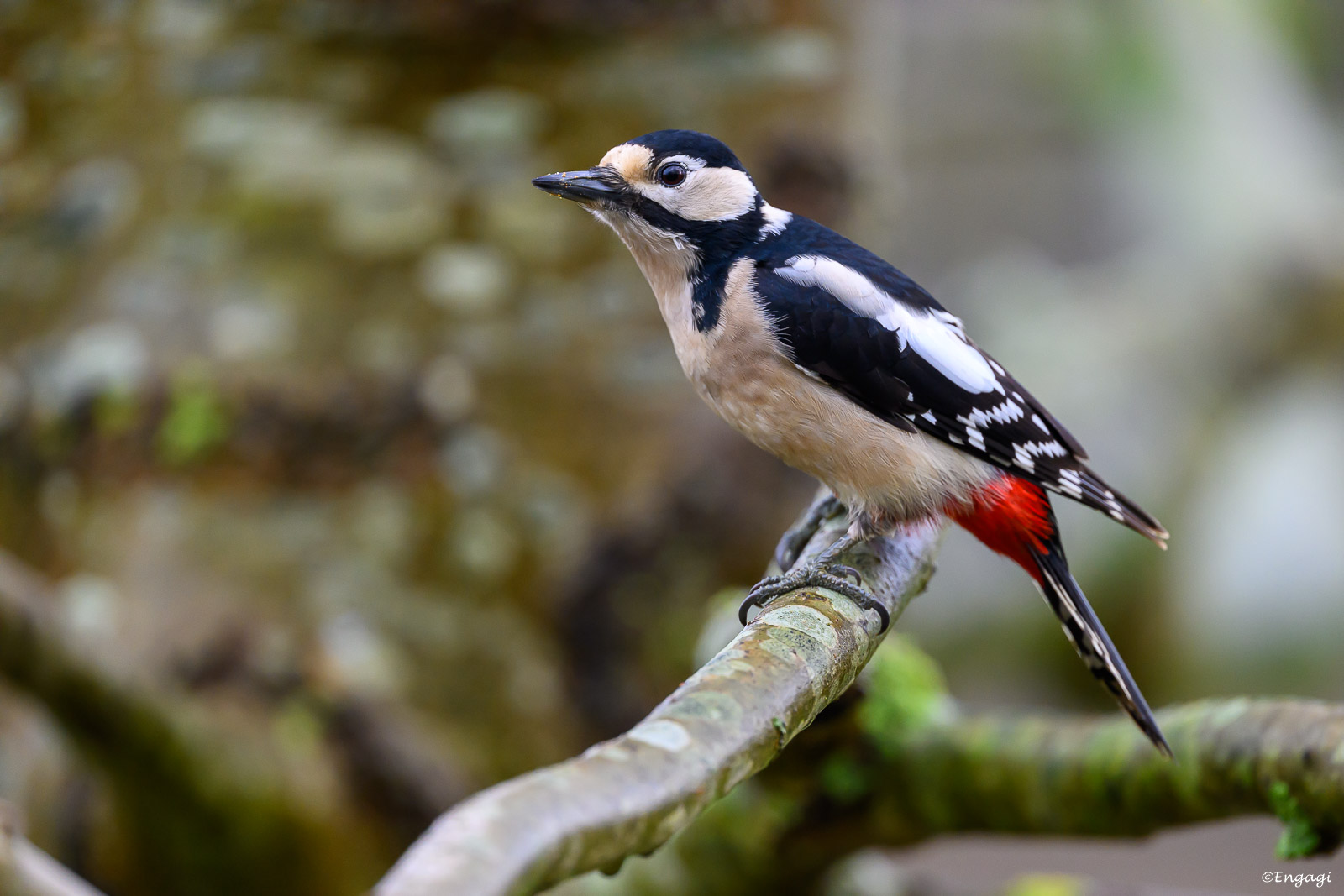 DSC_6206.jpg