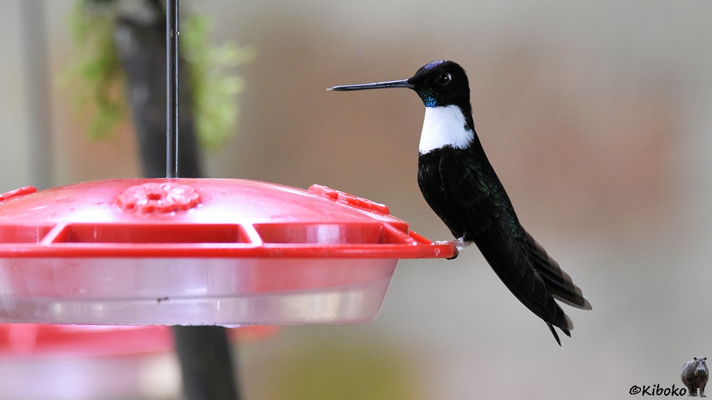 Das Bild zeigt einen dunklen Kolibri mit langem geraden Schnabel auf dem Rand eines Feeders sitzen. Der Vogel hat eine große weiße Fläche vorn am Hals. In der Kehle schillern ein paar blaue Federn. Der Scheitel schillert violett.